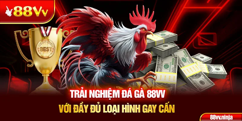 Trải nghiệm đá gà 88VV với đầy đủ loại hình gay cấn