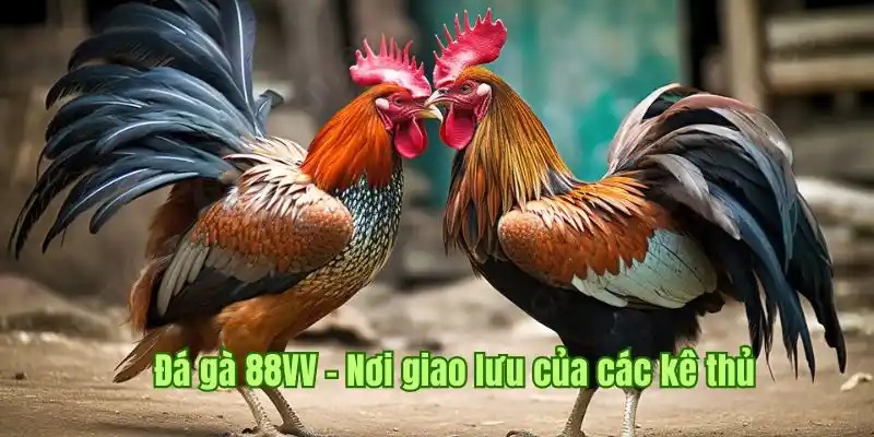 Một số thủ thuật đặt cược đá gà cựa dao hiệu quả hiện nay