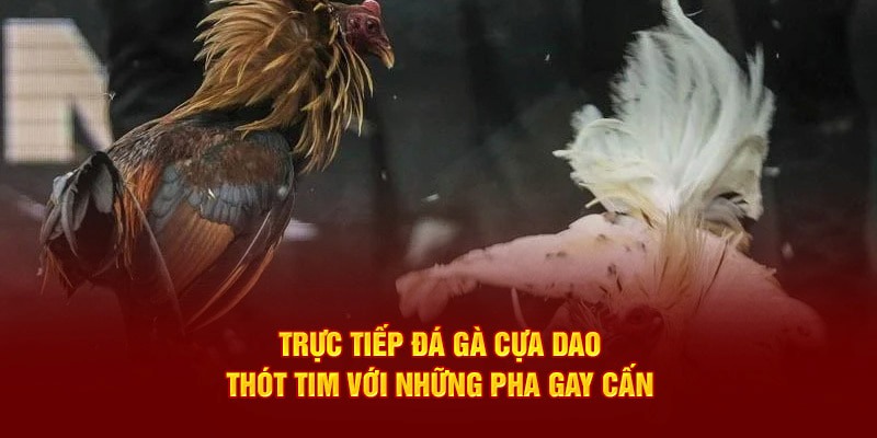 Giới thiệu sảnh đá gà cựa dao 88VV hàng đầu hiện nay