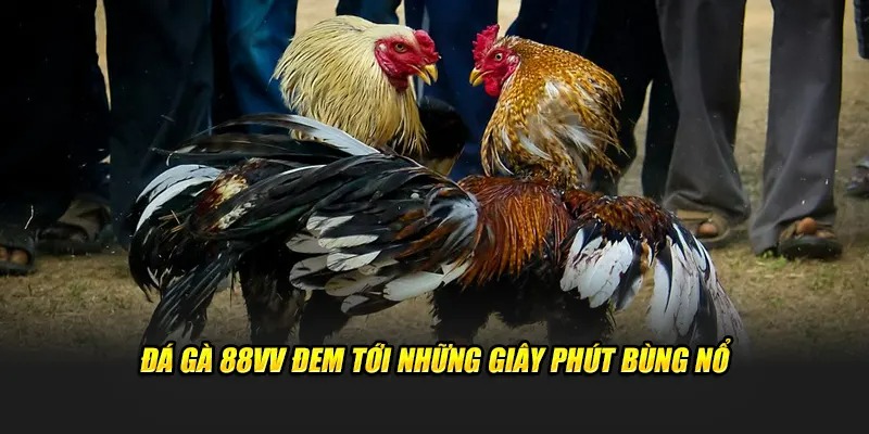 Đá Gà Cựa Dao Tại 88VV: Trải Nghiệm Đỉnh Cao Và Bí Quyết Thành Công