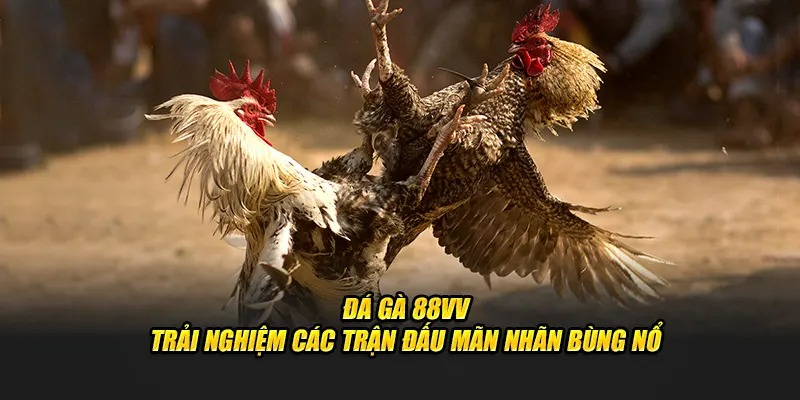 Ưu điểm nổi bật khi đặt cược đá gà cựa dao tại 88VV