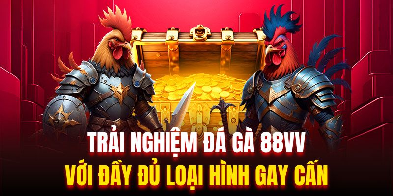 Trải nghiệm đá gà 88VV với đầy đủ loại hình gay cấn